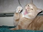DSC00525.jpg